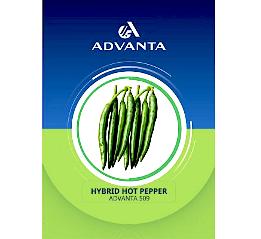 Advanta 509 Hybrid Hot Pepper Seeds 5g