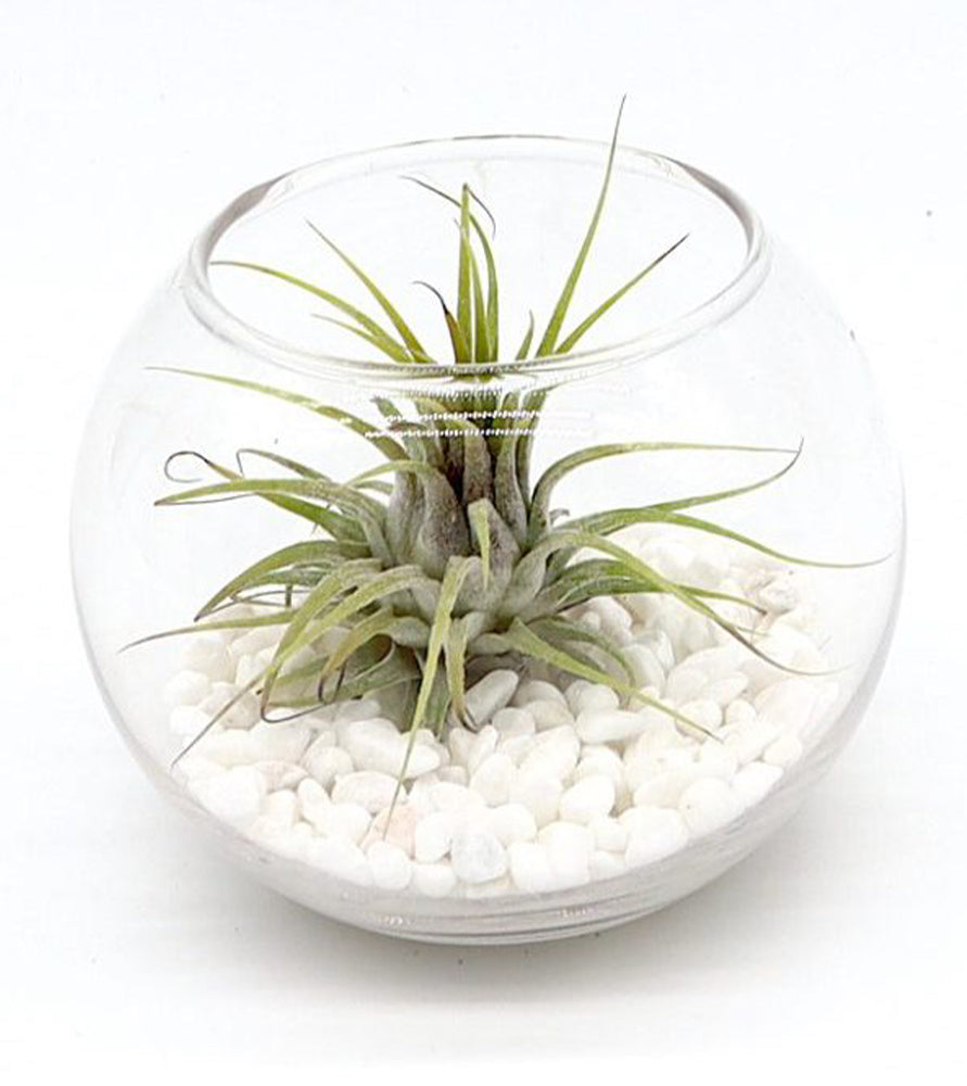 Air Plants Tillandsia Assorted in Hanging Transparent pot “Terrarium” 4-10cm