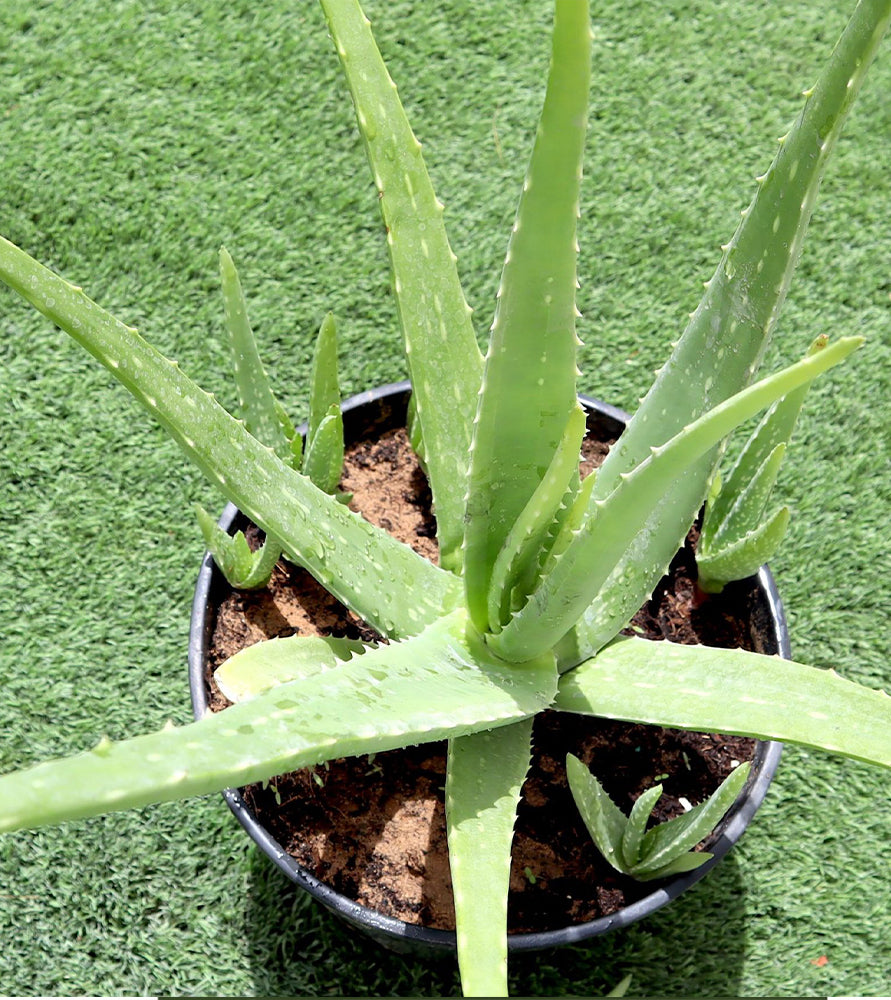 Aloe vera, Medicina Aloe, Savila Or الألوة فيرا