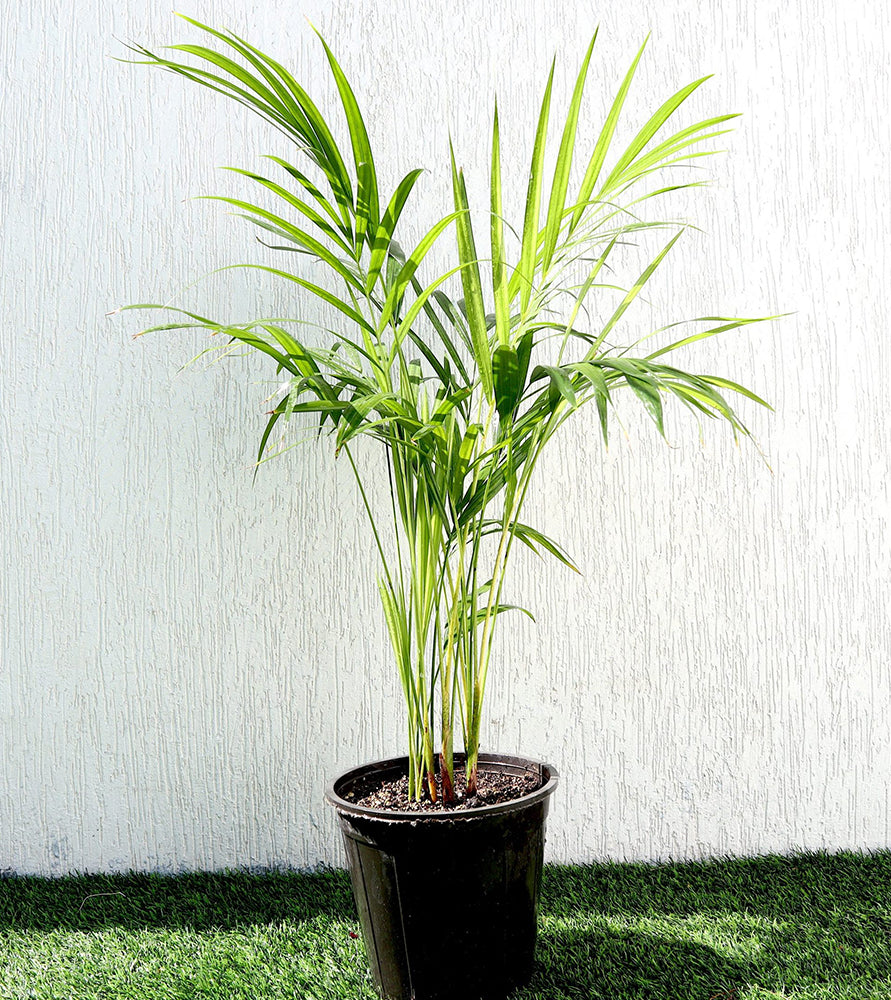 Areca palm Indoor | Chrysalidocarpus Lutescens 70-80cm | فراشة النخيل