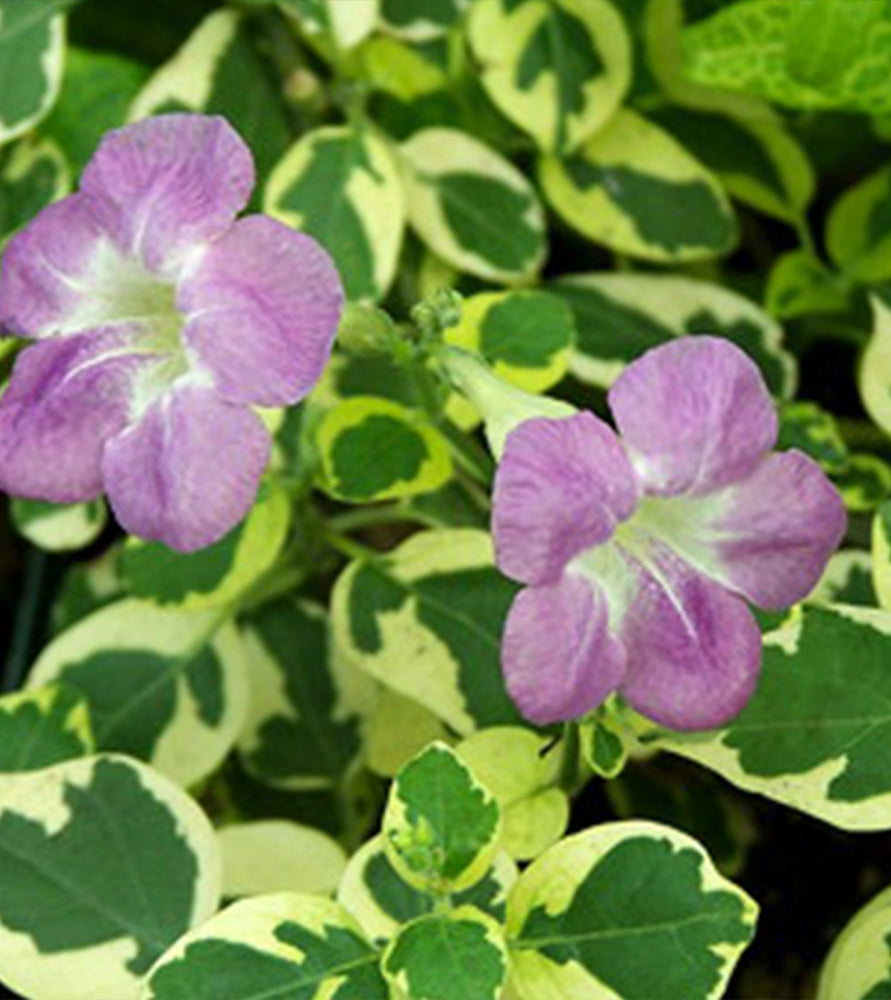 Asystasia Gangetica Variegata”Chinese Violet” 10-15cm