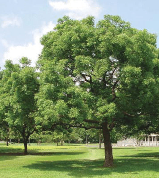 Azadirachta indica “Neem Tree” – Garden Oasis Landscaping