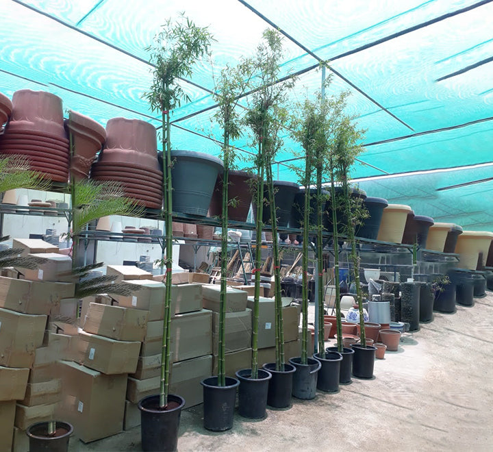 Bambus green or Tropical Bamboo 3.0-3.5m