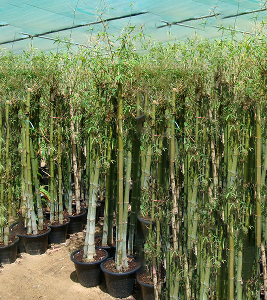 Bambus green or Tropical Bamboo 1.5 – 1.8m