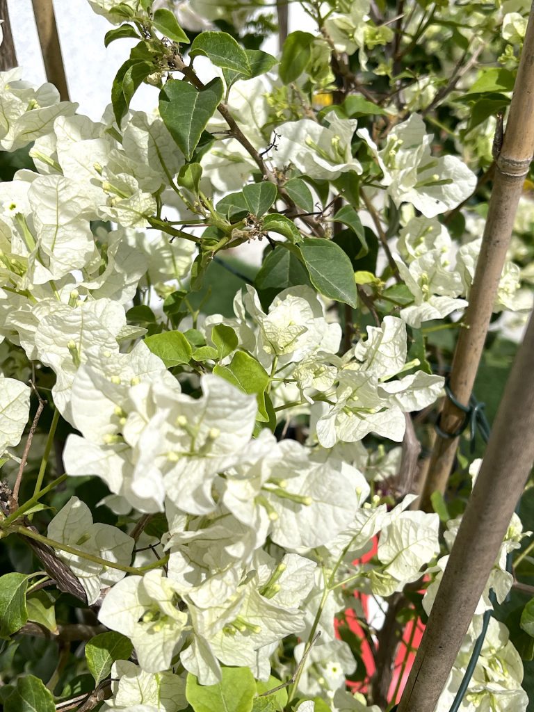 Bougainvillea glabra “30 to 160cm” White