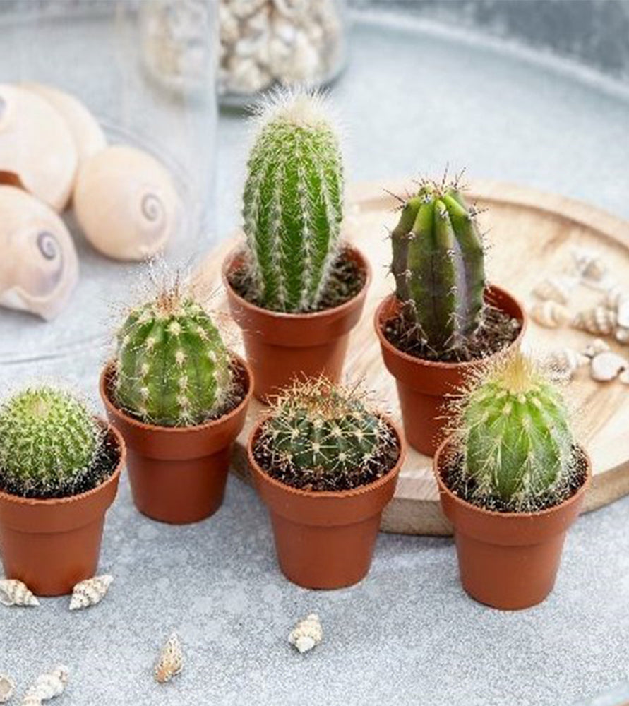 small cactus indoor plants Cactus Mix “Indoor mini Cactus”