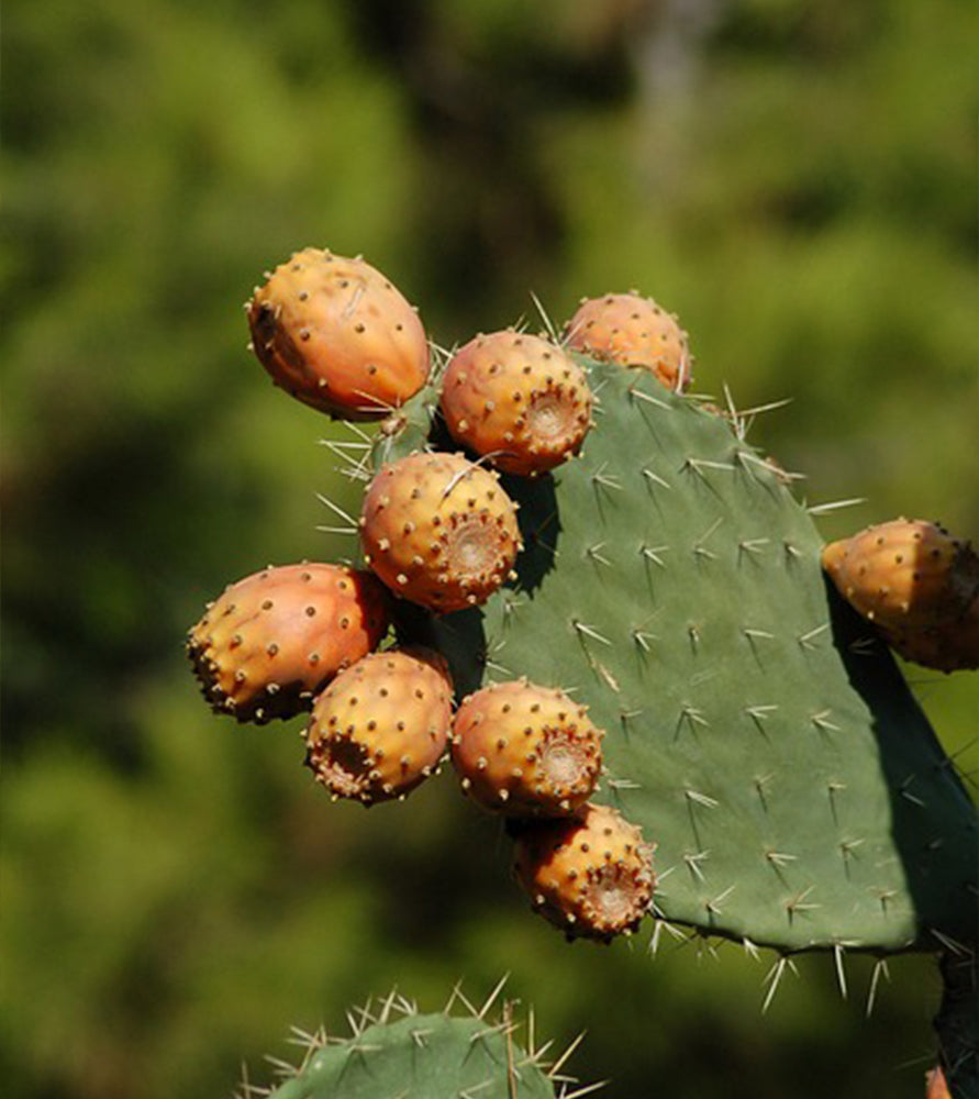 Cactus Opuntia Albata
