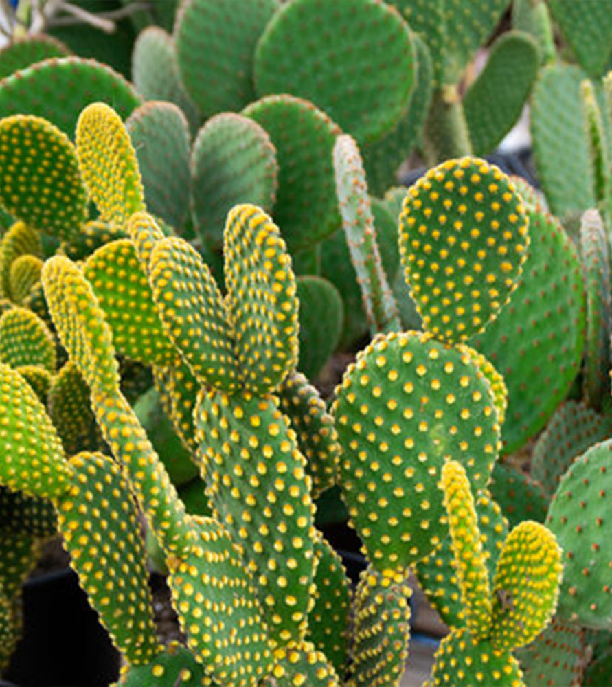 Cactus Opuntia Albata