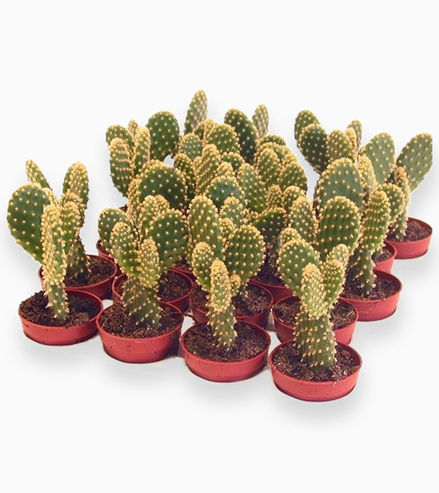 Cactus Opuntia or Bunny Ears 5-8cm