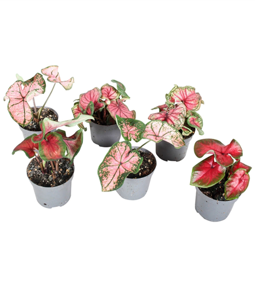 Caladiums or Angel Wings “Assorted” 10-15cm “Top Quality Indoor Plants”