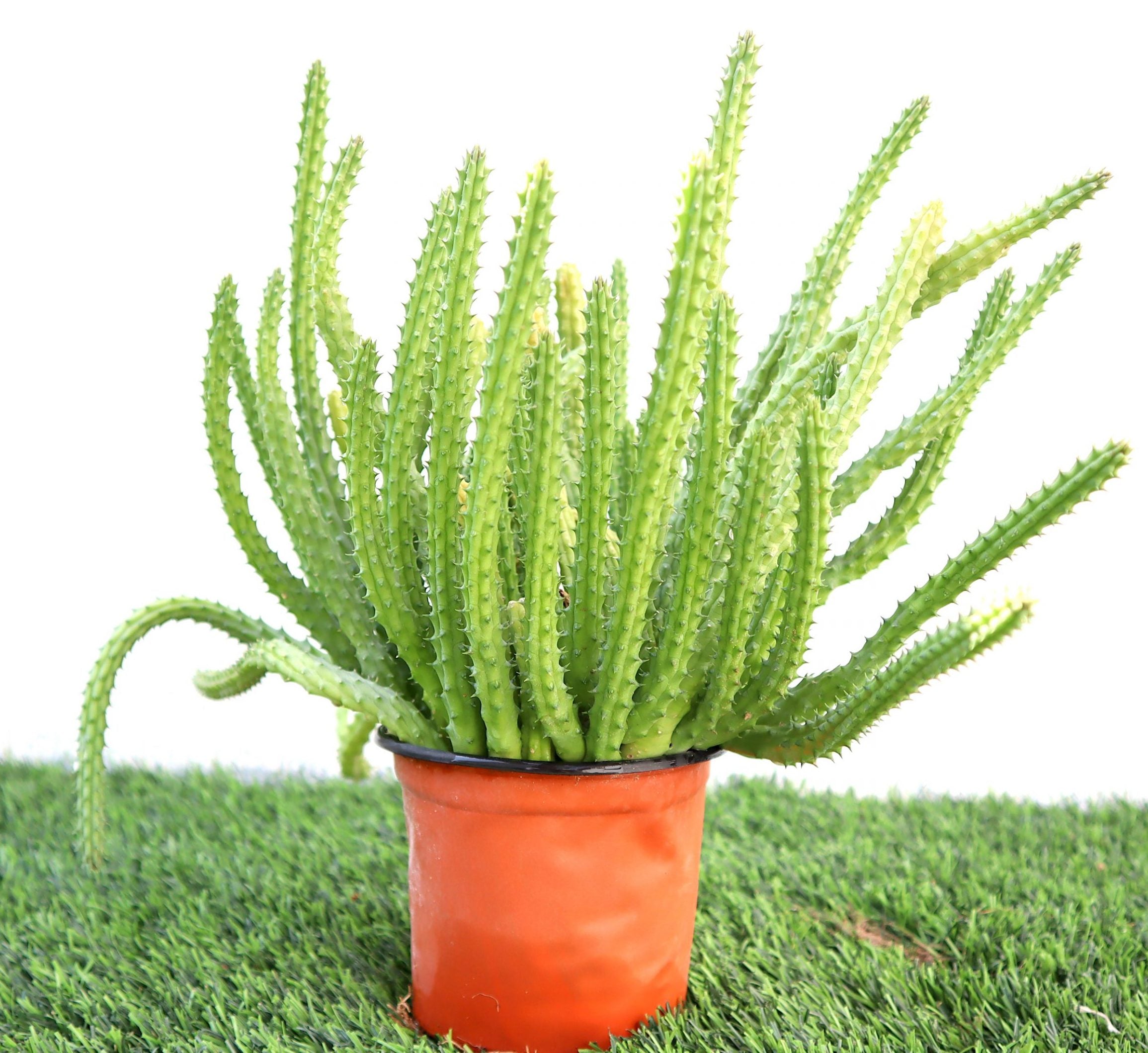 Caralluma Cactus “Caralluma Adscendens”0.2-0.3m