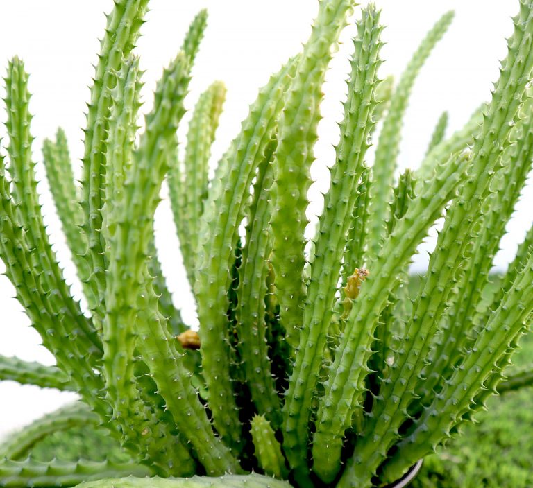 Caralluma Cactus “Caralluma Adscendens”0.2-0.3m