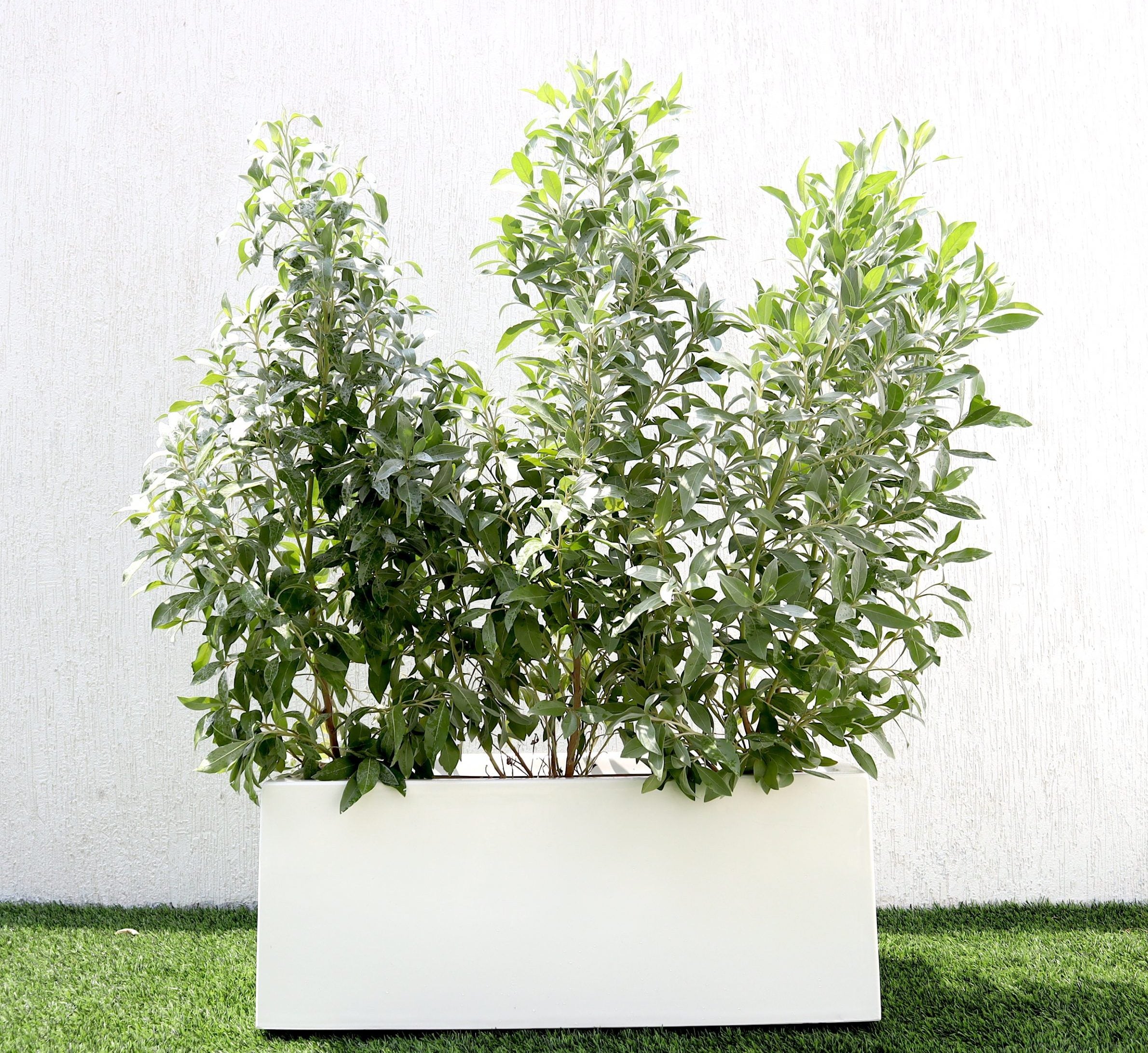 Conocarpus erectus Sericeus “Silver Damas” 1.0-1.2m