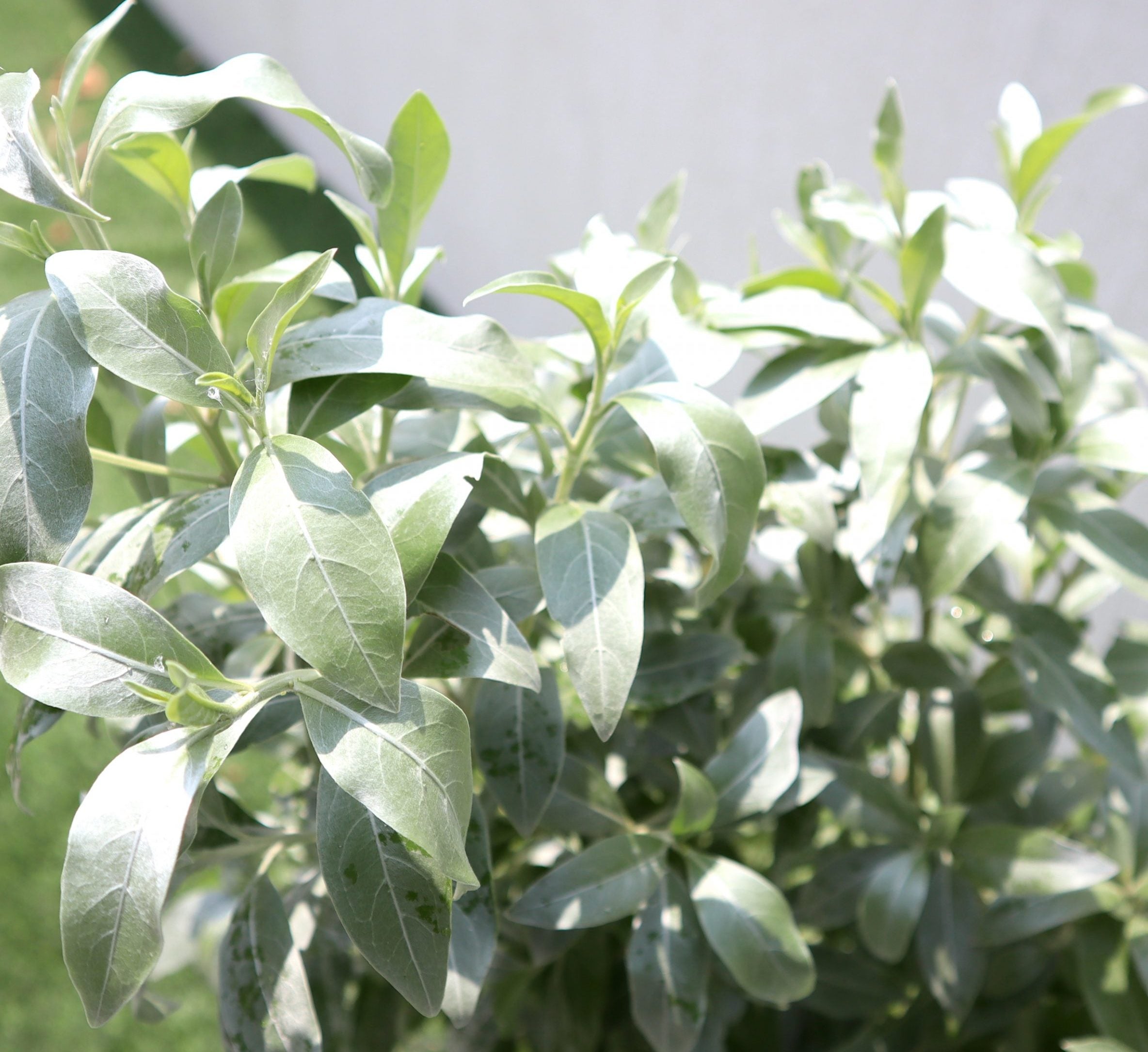 Conocarpus erectus Sericeus “Silver Damas” 1.0-1.2m