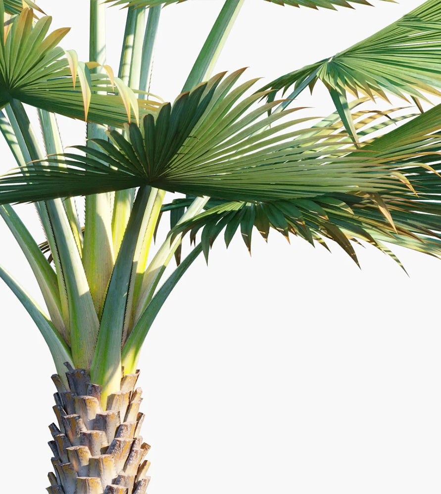 Copernecia Palm