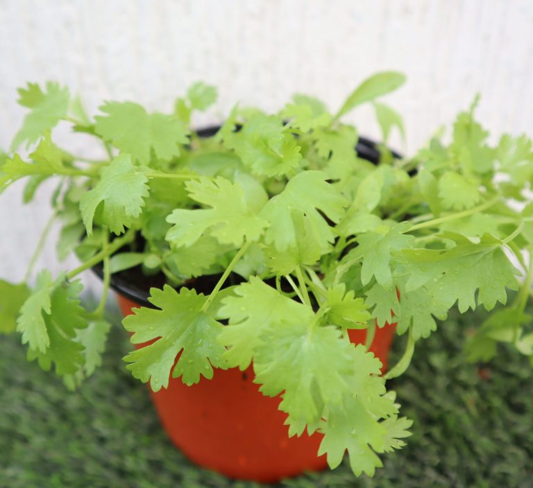 Coriander Plant “Organic Herbs”