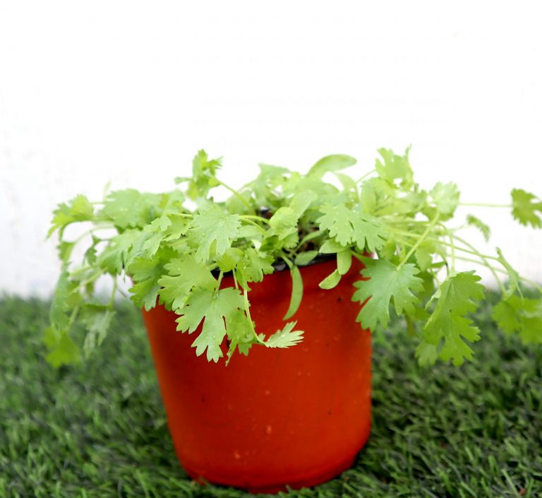 Coriander Plant “Organic Herbs”