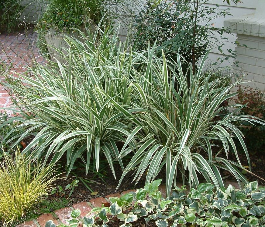 Dianella tasmanica “Variegata” or Tasman Flax-lily