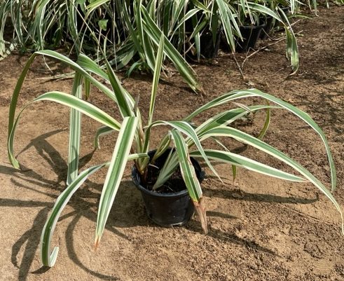 Dianella tasmanica “Variegata” or Tasman Flax-lily