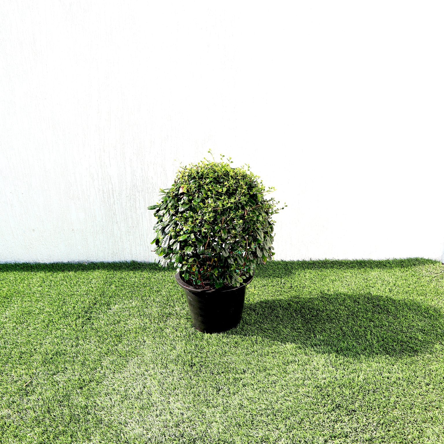 Ehretia microphylla or Fukien Tea Tree “Ball” 20-50cm Dia