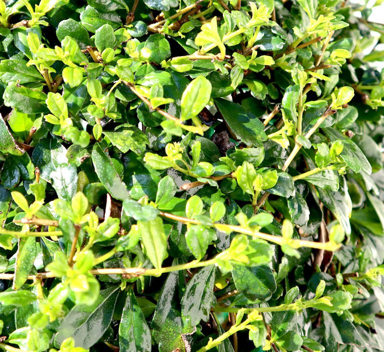 Ehretia microphylla or Fukien Tea Tree “Ball” 20-50cm Dia
