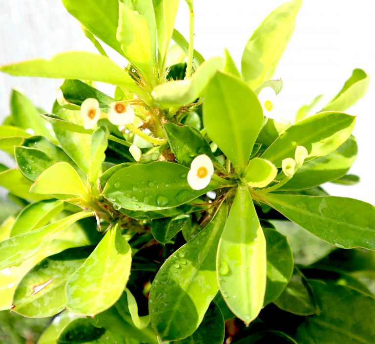 Euphorbia Millii White “Crown of Thorns” 0.25-0.35m