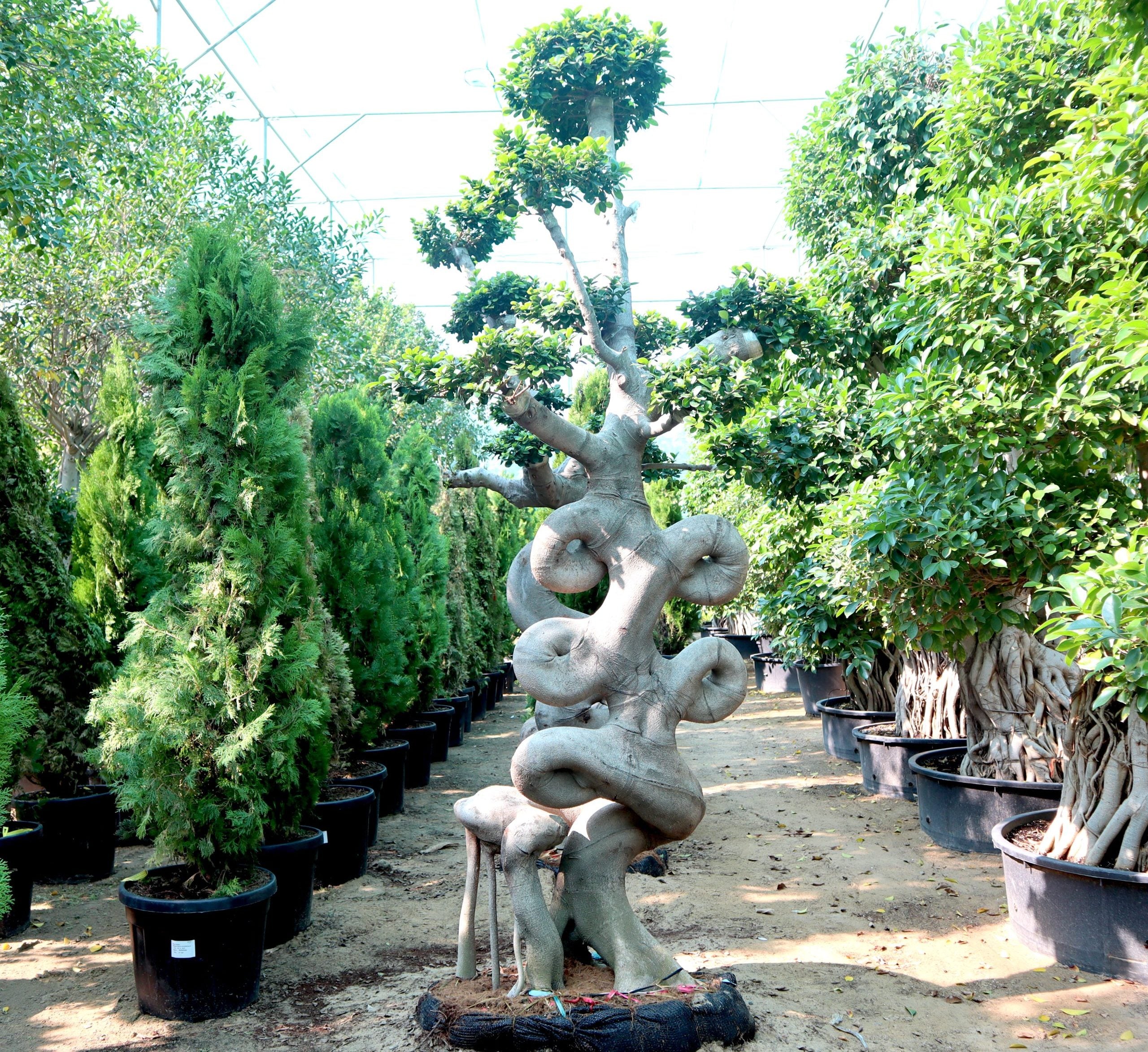 Ficus Chair-Shape Bonsai | Ficus Microcarpa Bonsai | Chair-Shape Bonsai 1.8-2.3 m