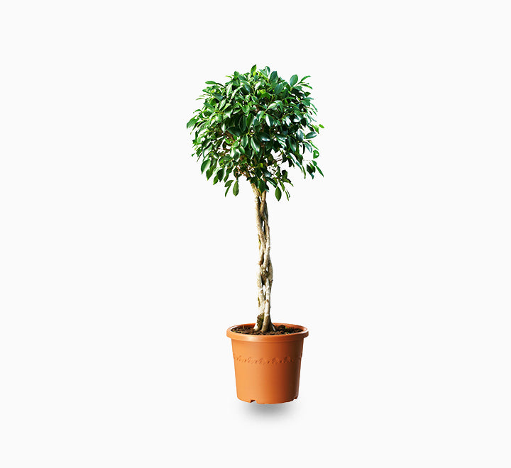 Ficus diversifolia twisted trunk topiary 1.0 – 1.5m