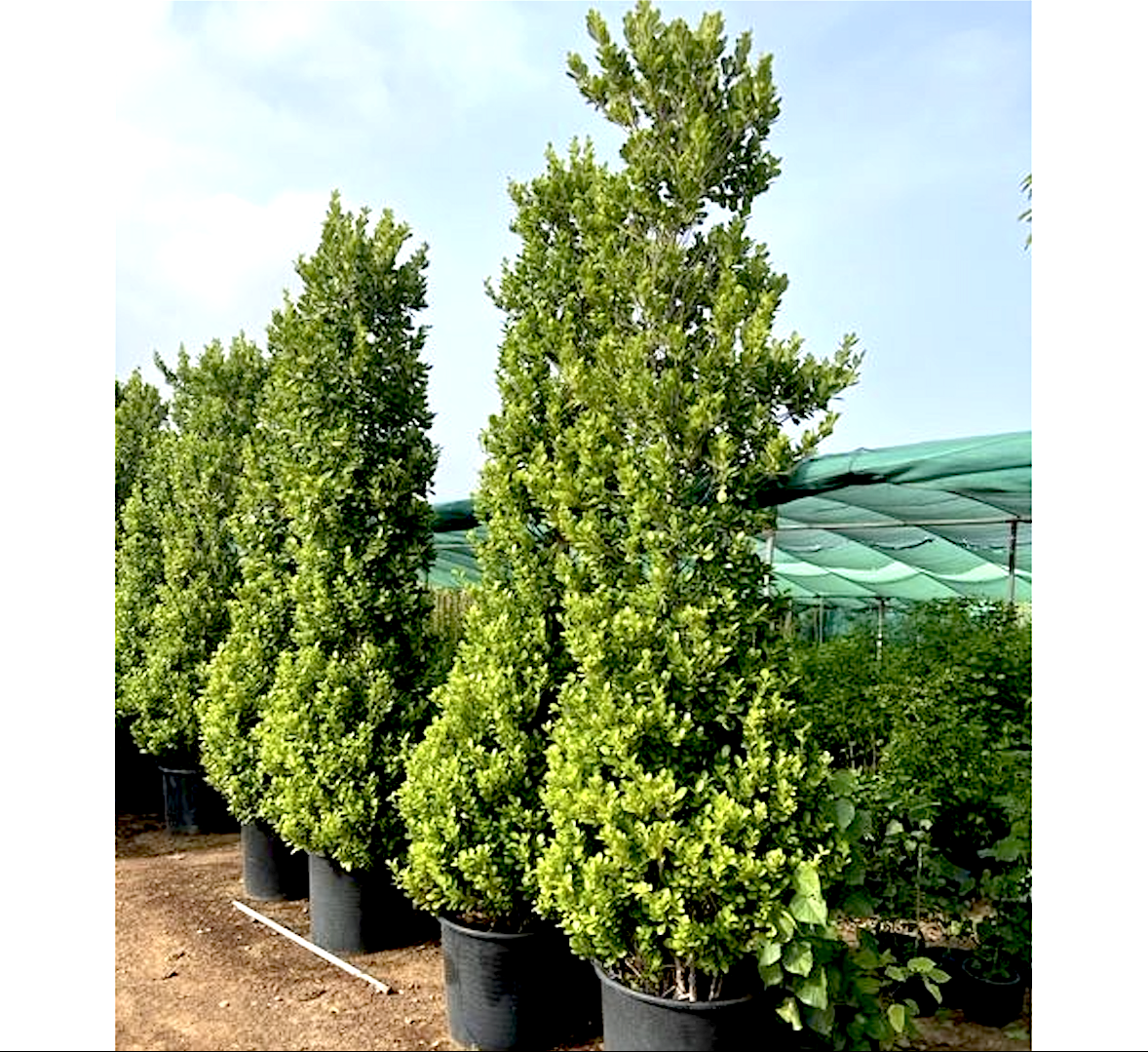 Ficus diversifolia “Cone Shape”