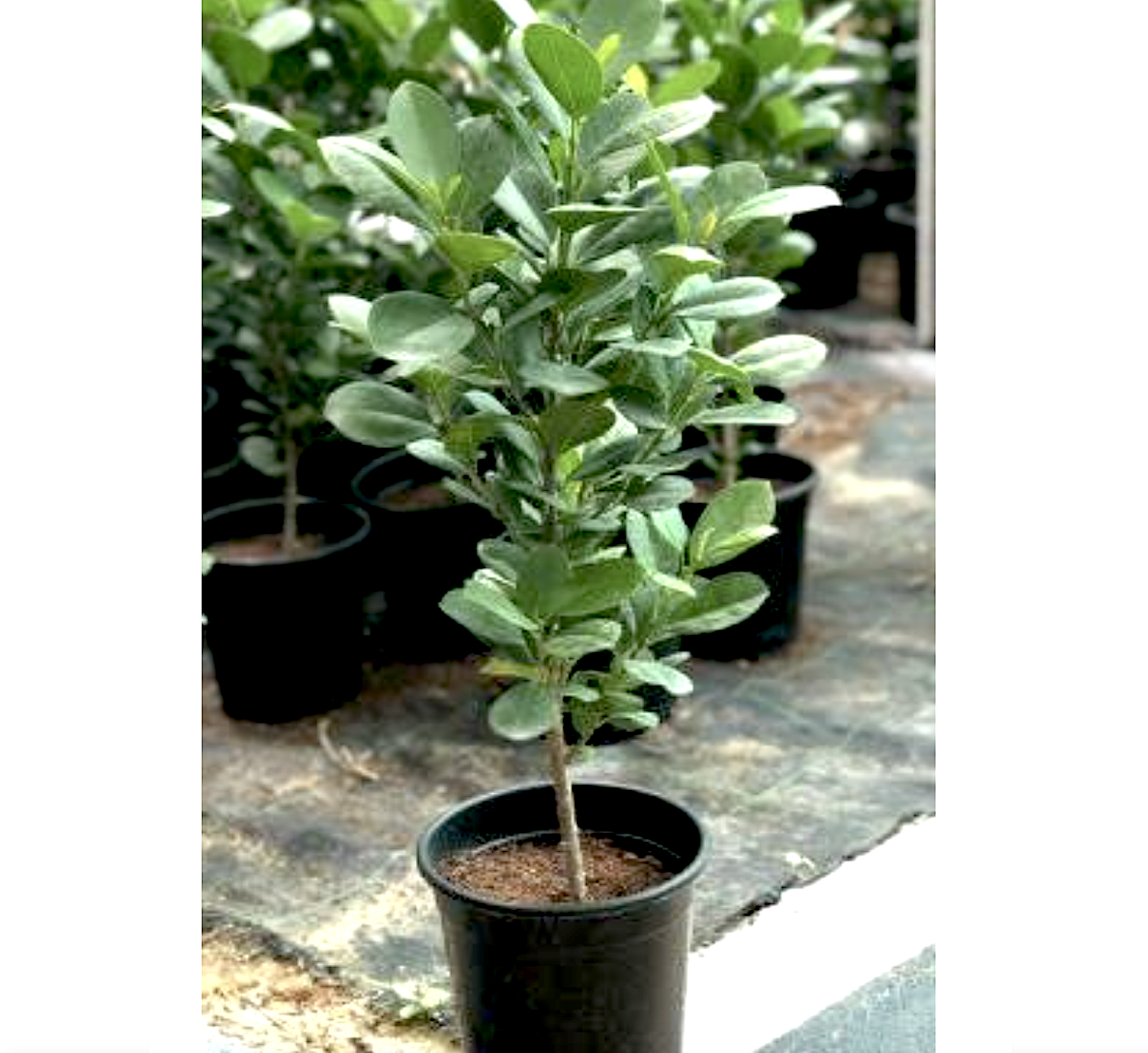 Ficus diversifolia “Mistletoe Fig” 0.4-0.6m