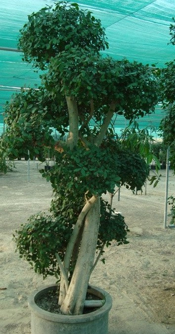Ficus diversifolia “Two Heads” 1.0 – 1.3m