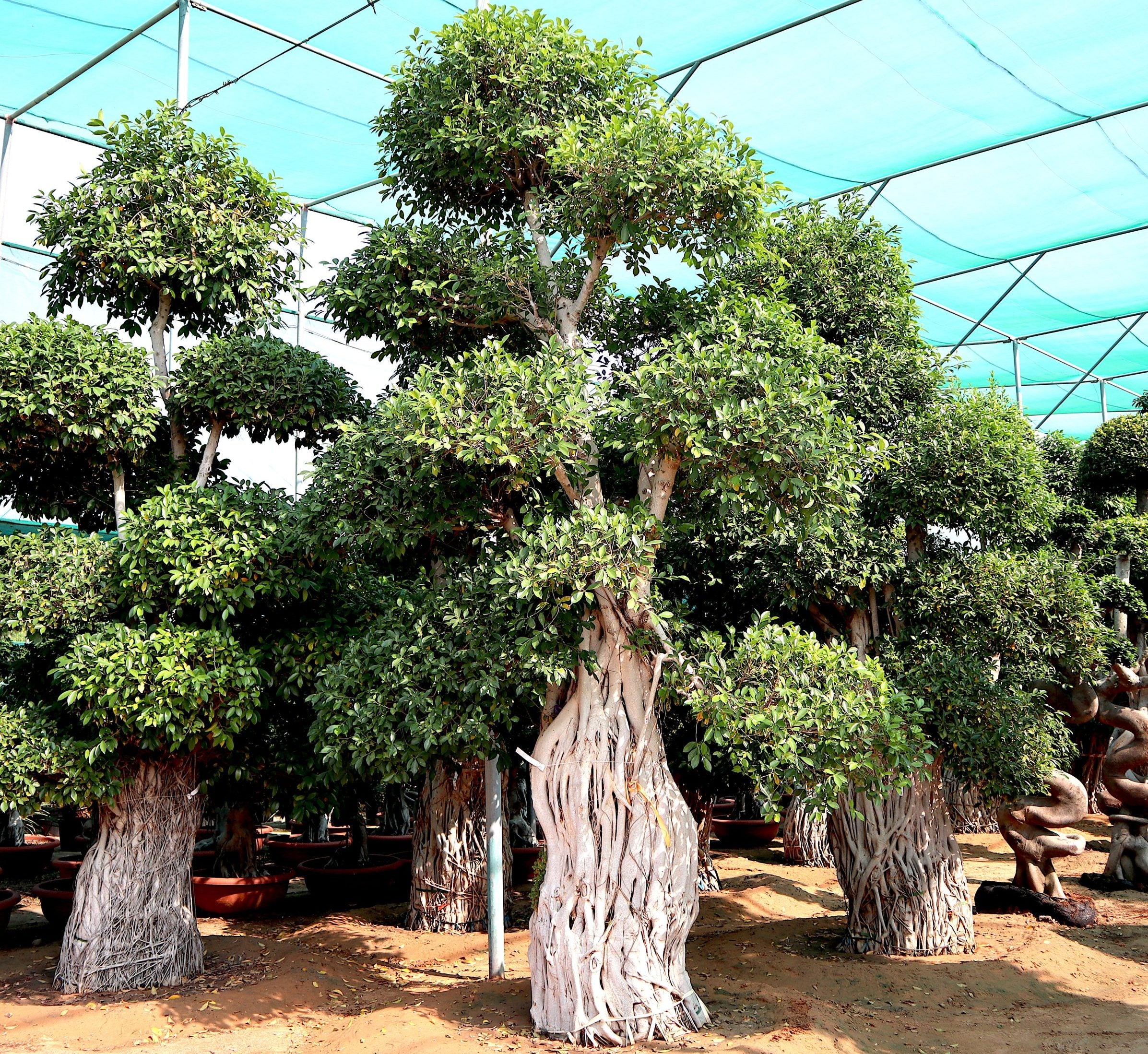 Ficus Nitida Bonsai | Ficus Big size Bonsai | Root Shape Bonsai