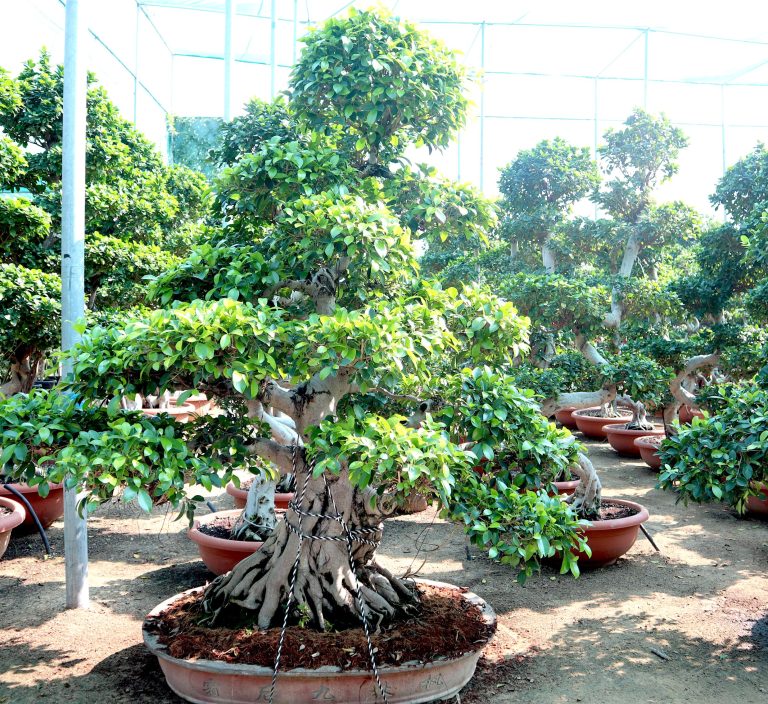 Ficus Nitida Bonsai | Ficus Big size Bonsai | Root Shape Bonsai