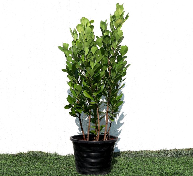 Ficus panda Evergreen Plant 40-50cm