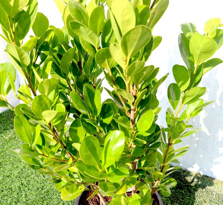 Ficus panda Evergreen Plant 40-50cm
