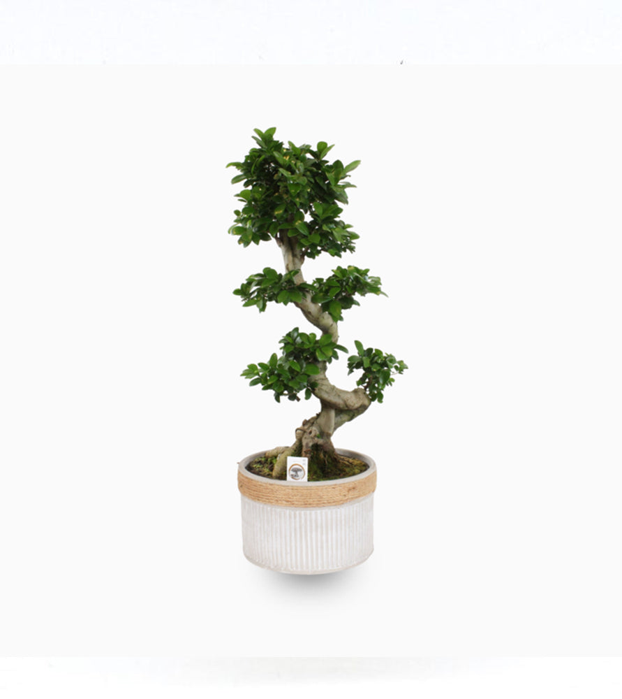 Ficus “S” Bonsai 50 – 70cm