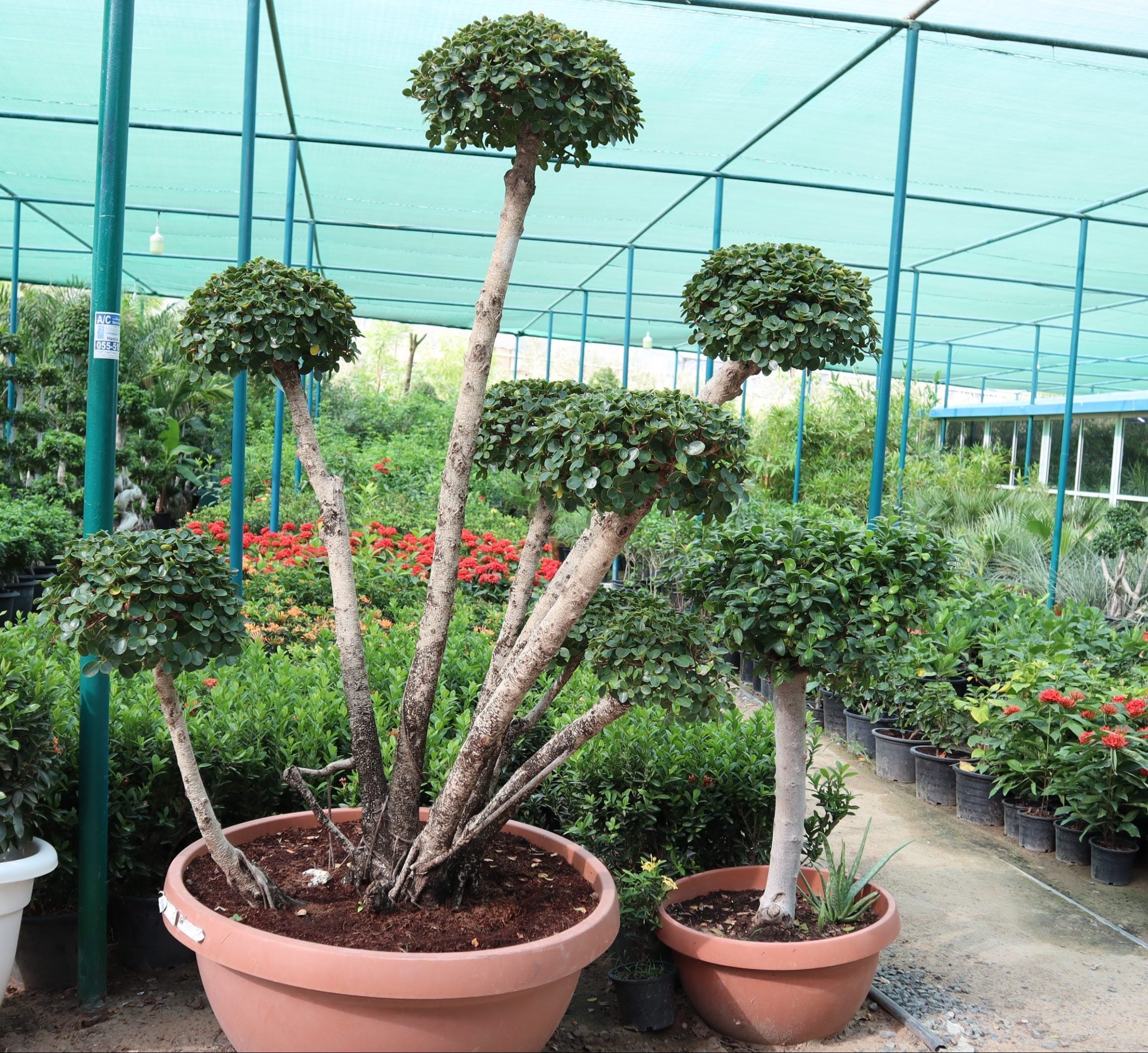 Ficus multi head “Microcarpa”