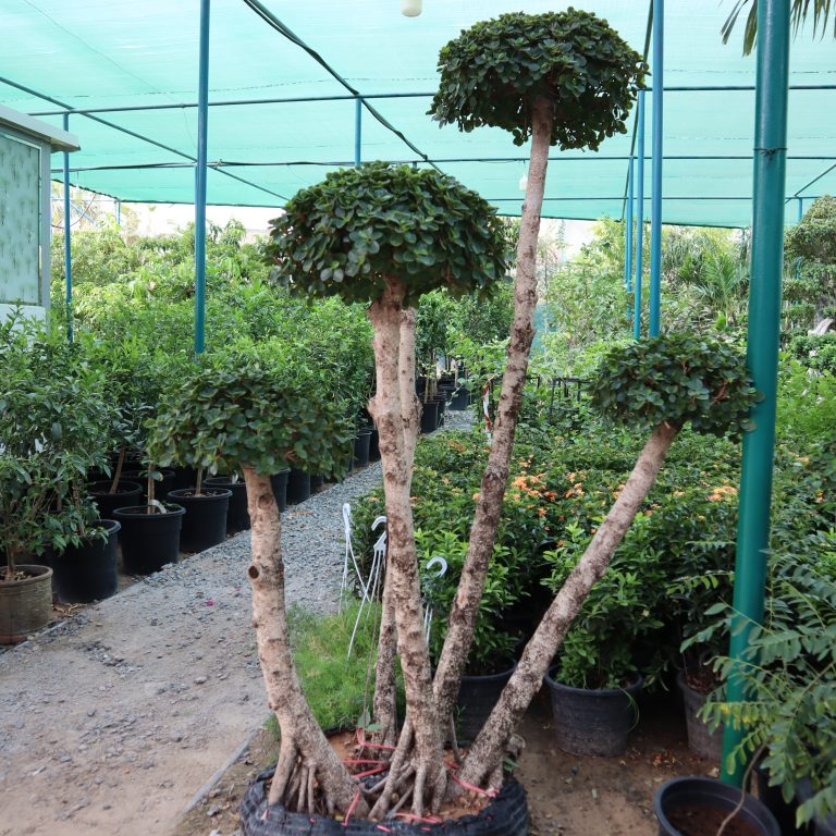 Ficus multi head “Microcarpa”