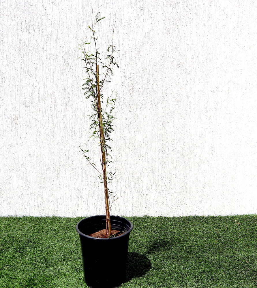 Ghaf Tree “Prosopis cineraria” شجرة الغاف