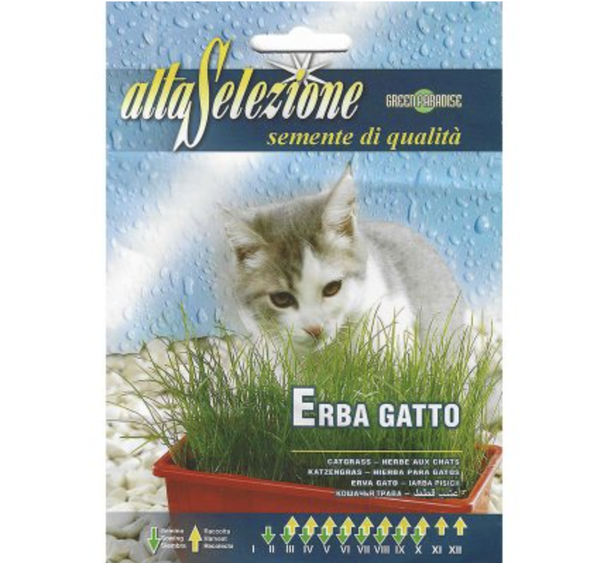 Grass for Cat “Erba Gatto” Seeds by Alta Selezione