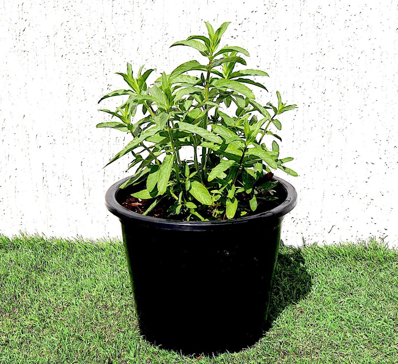 Habak Desert Mint “Mentha longifolia” Vegetable Herb Plant 6ltr Pot