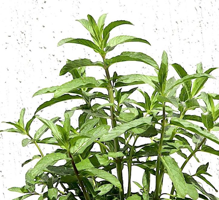Habak Desert Mint “Mentha longifolia” Vegetable Herb Plant 6ltr Pot