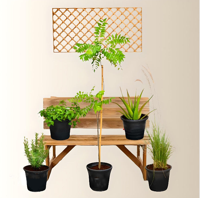 Herb Plant Bundle (Neem 1.4-1.5m | Aloe Vera 20-30cm | Rosemary | Curry Leaves | Mint)