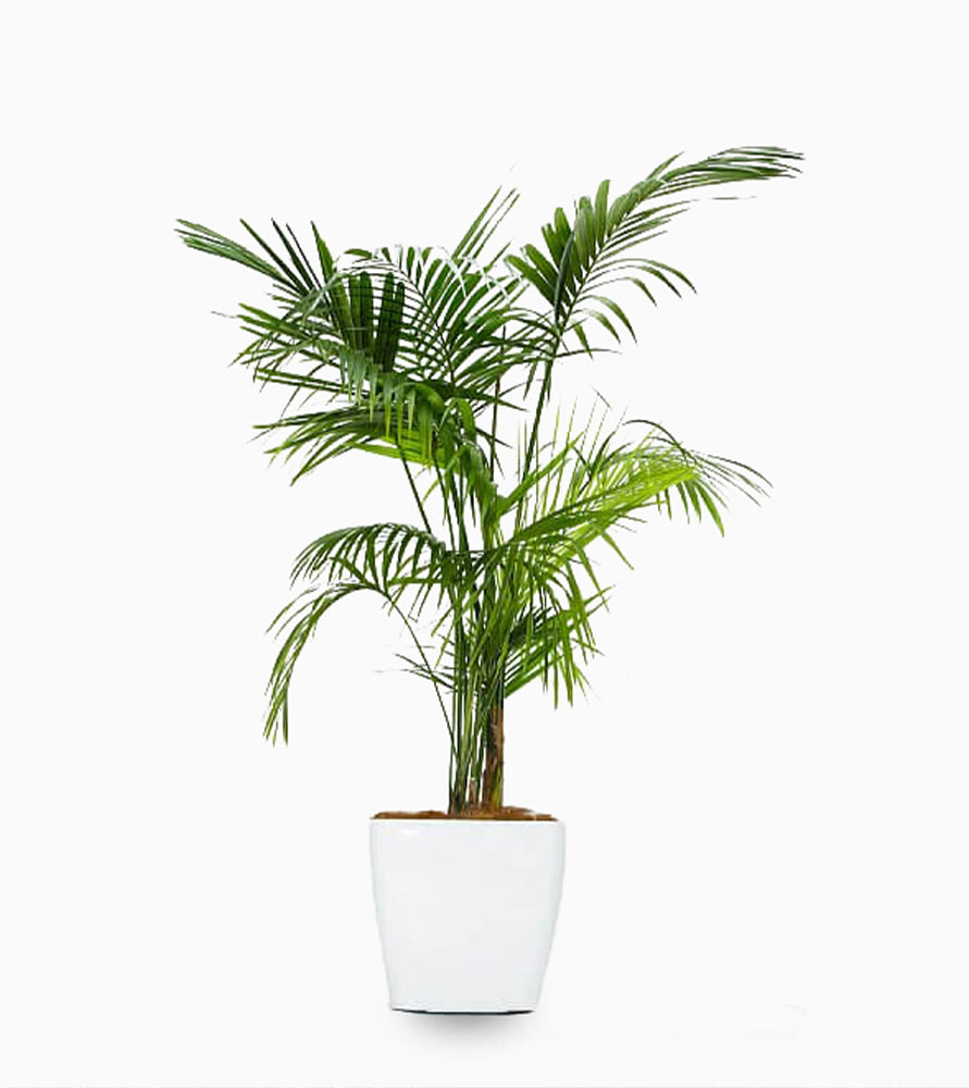 Howea forsteriana, Kentia Palm or Thatch Palm