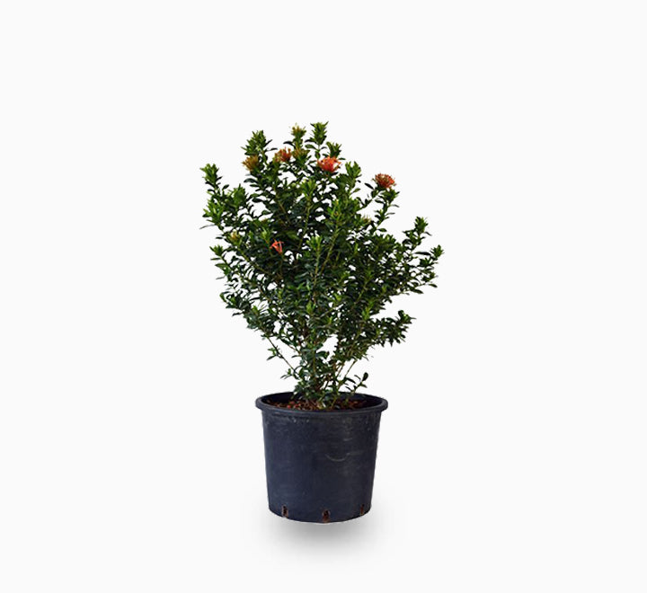 Ixora chinensis “Red” 20-60cm