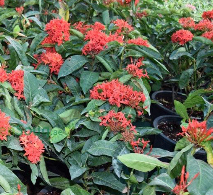 Ixora chinensis “Red” 20-60cm
