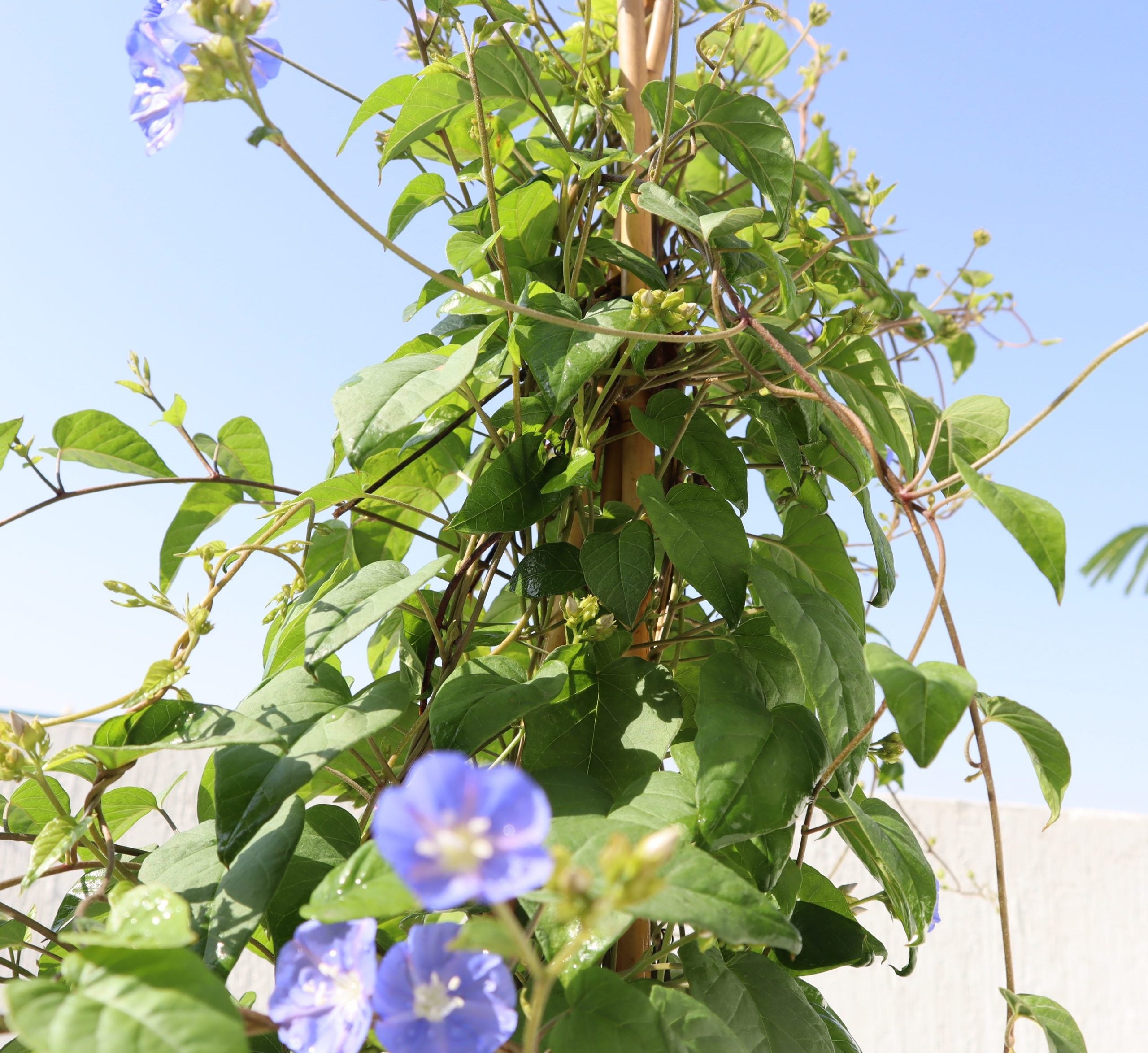 Jacquemontia pentantha “Sky Blue Cluster Vine”