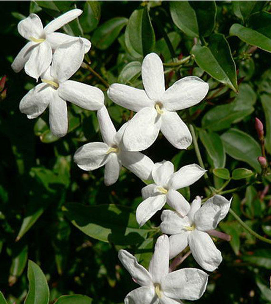 Jasminum grandiflora