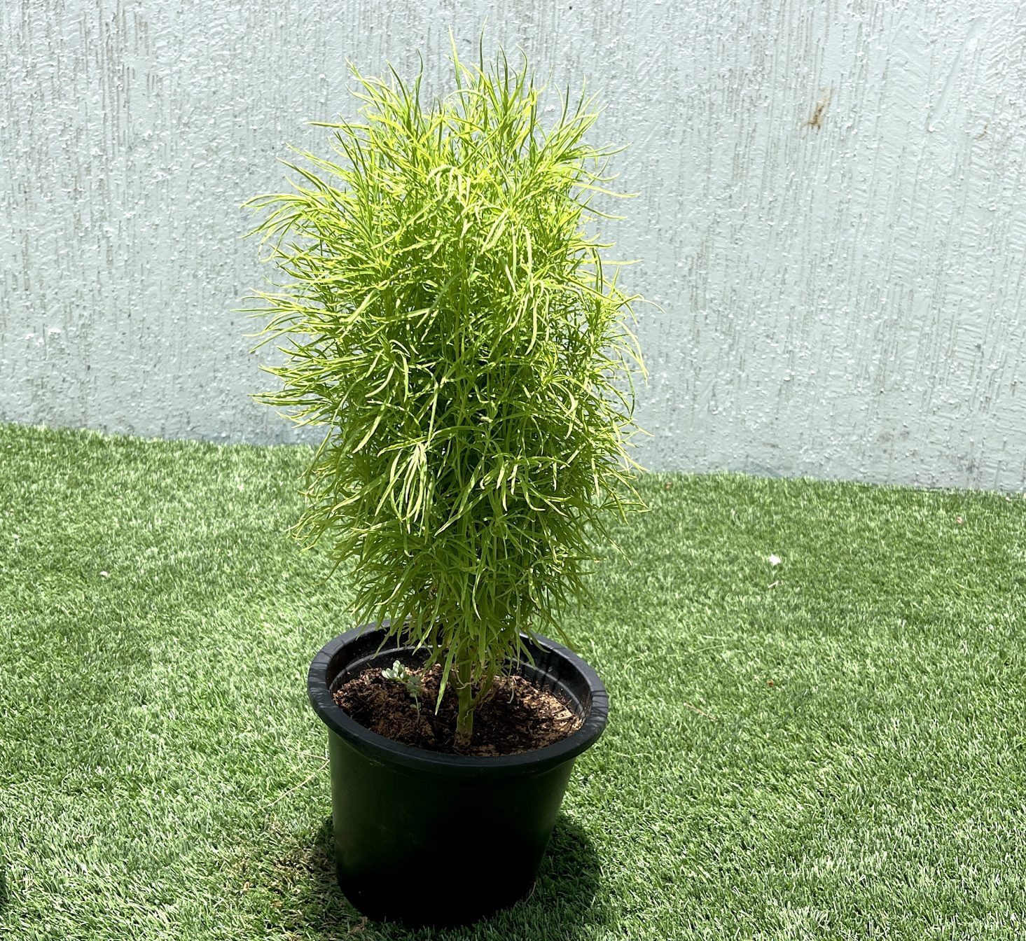 Kochia “summer cypress” 35-50 cm