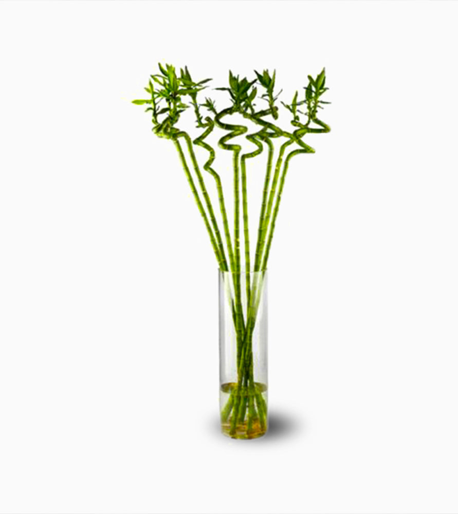 Lucky Bamboo “Per Stick” الخيزران محظوظا Indoor Bamboo Plants Sticks, Water indoor bamboo